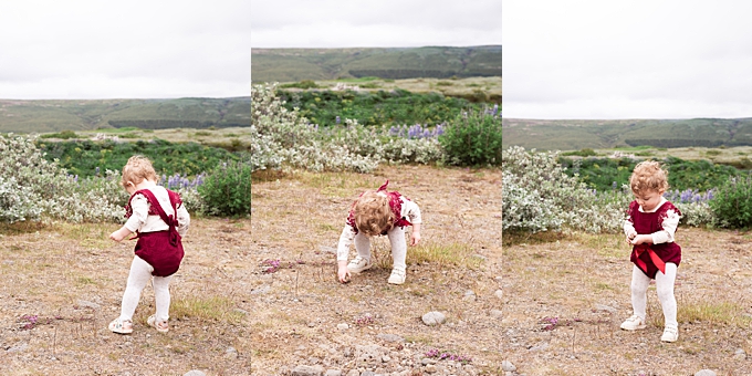 little girl in red romper plays with rocks in front of lupine in iceland