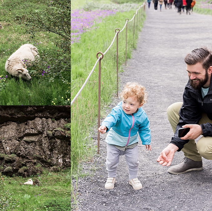 dad and daughter look at sheep in thingvellir national park in iceland 