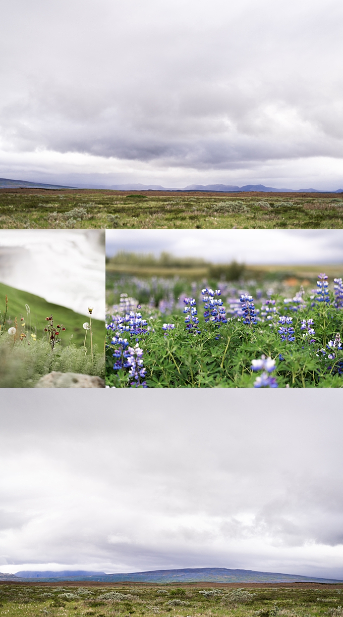 details of lupine floral at gullfoss waterfall in iceland 