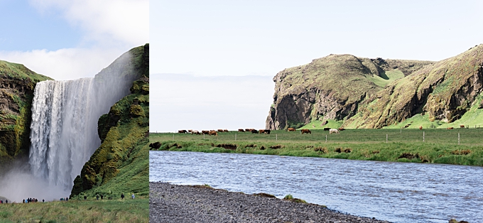 selfoss waterfall and grazing cows in iceland landscape photography 