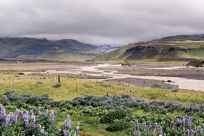 landscape view of the glacier, lupine, and winding river in iceland 