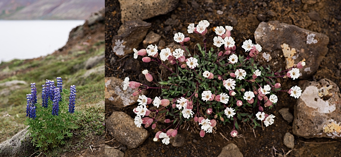 landscape photography details of icelands lupine flowers