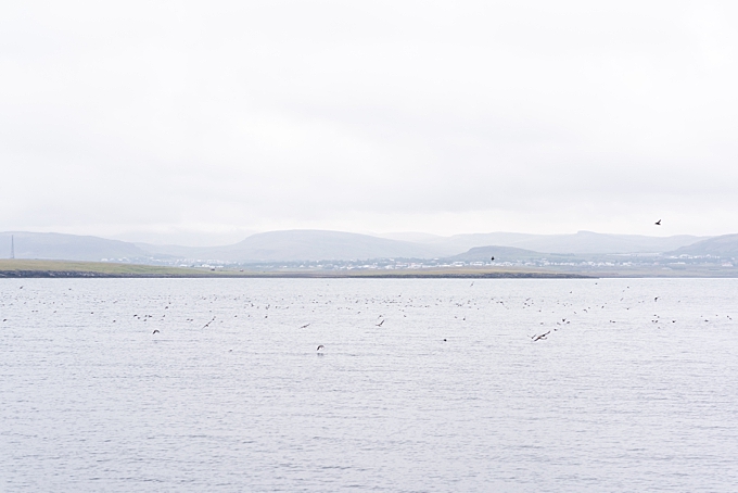 landscape photography birds fly and fish over water off the coast of reykjavik 