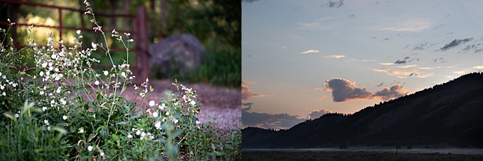 ohio photographer wildflowers and sunrise over the hills at jackson hole wyoming