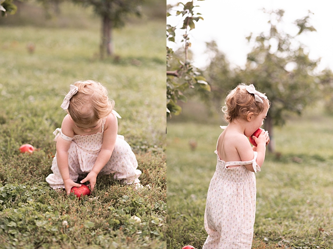 columbus baby photography toddler finds and eats apples in orchard