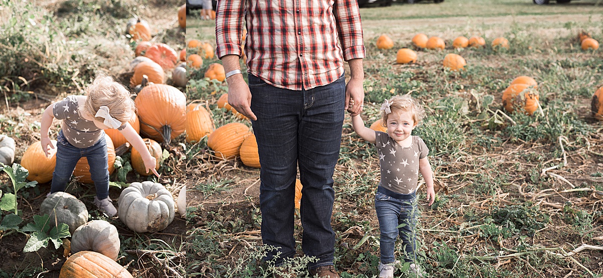 Columbus Lifestyle Family Photographer toddler explores pumpkin patch with dad