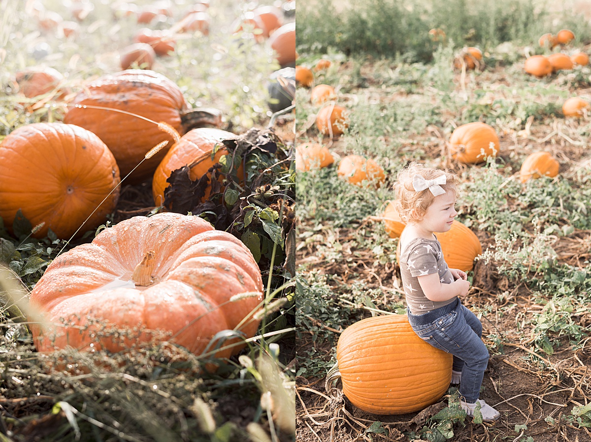 Columbus Lifestyle Family Photographer toddler sits on large pumpkin