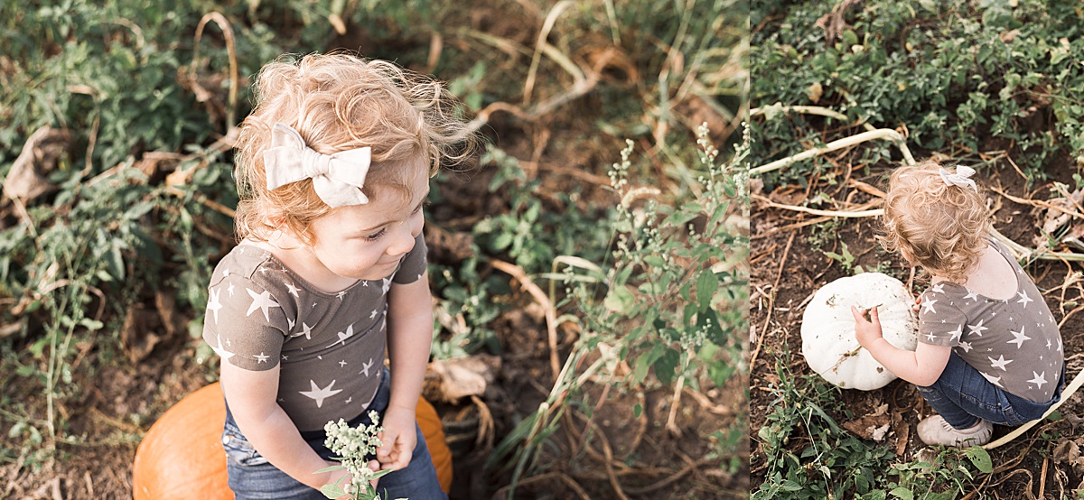 Columbus Lifestyle Family Photographer little girl explores pumpkins