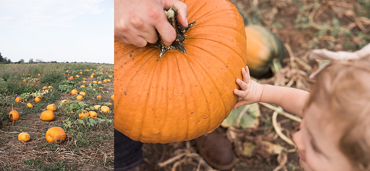 Columbus Lifestyle Family Photographer baby hand explores pumpkin 
