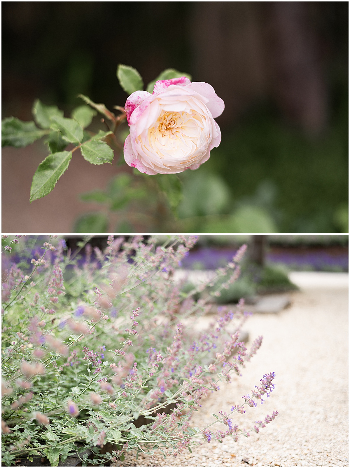 europe travel photographer details of roses and lavender garden 