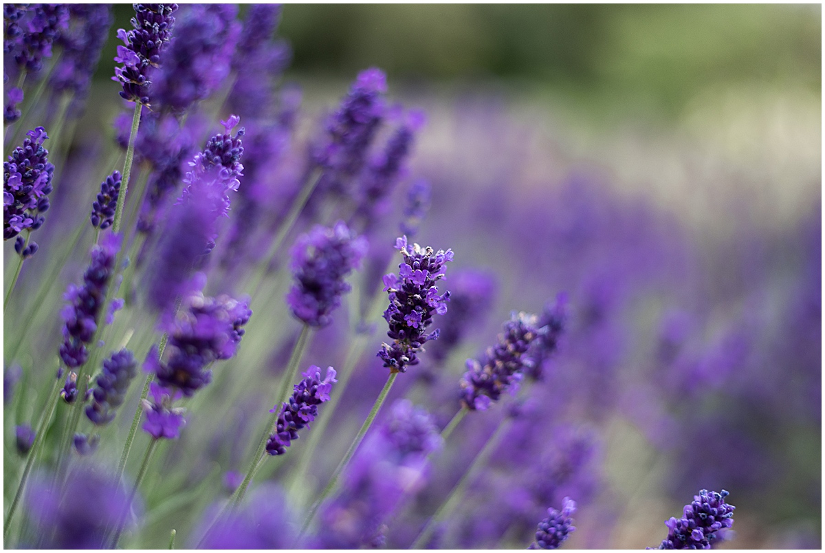 europe travel photographer macro photo of lavender 