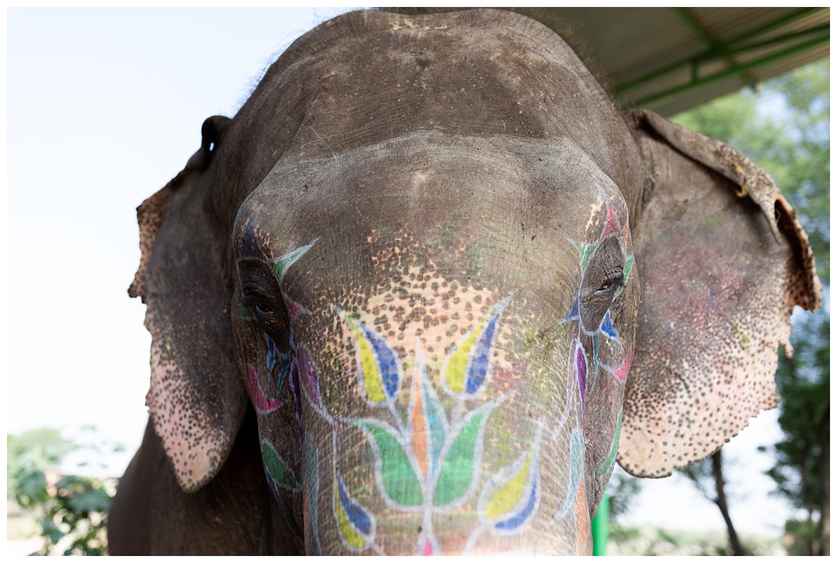 painted elephant 