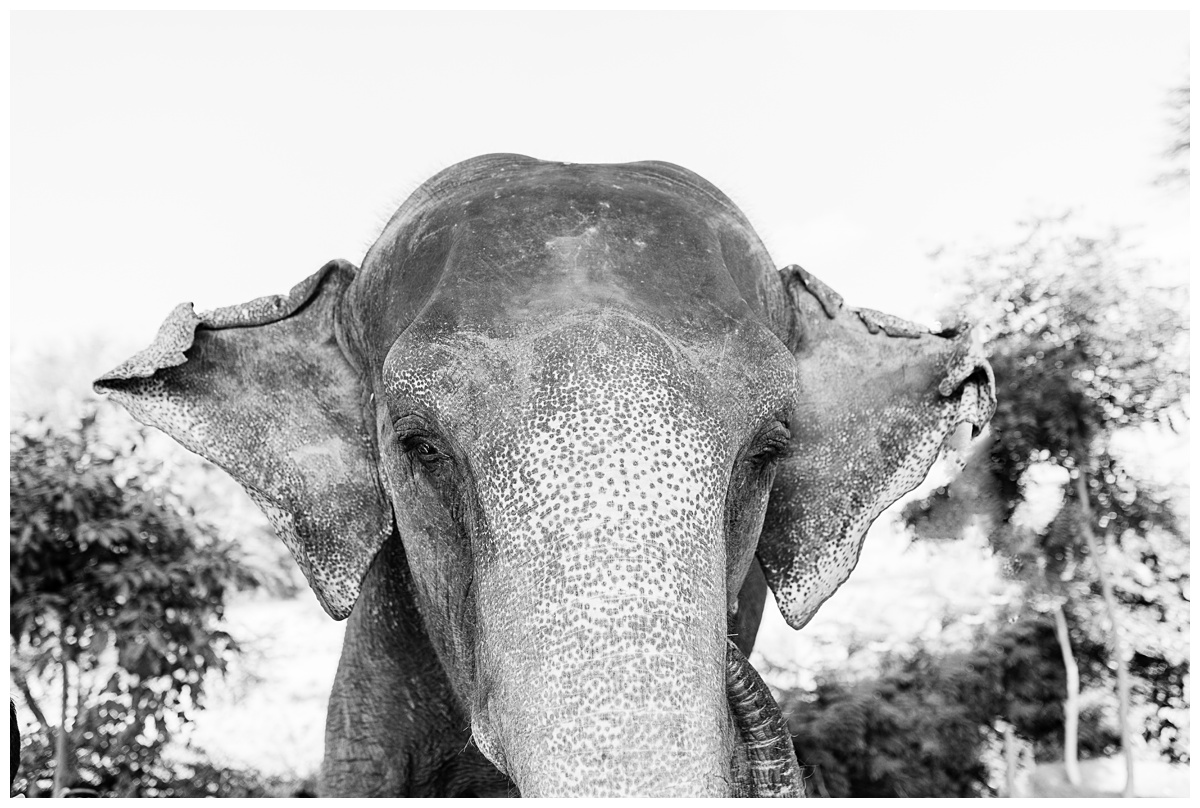 elephant flaring ears in black and white