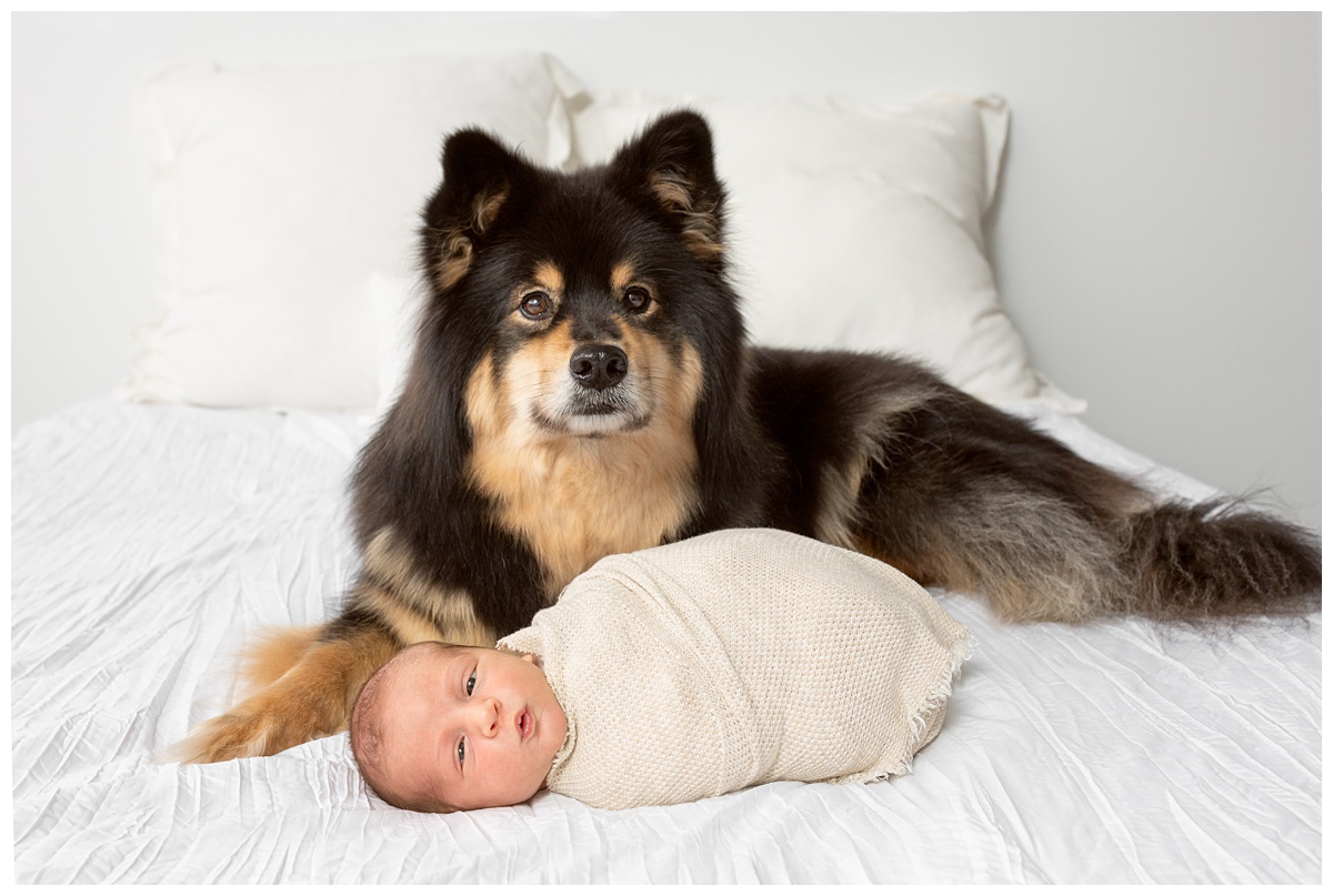 Top Columbus Ohio Newborn Photographer newborn boy in tan wrap lays on white bed with tan and black dog